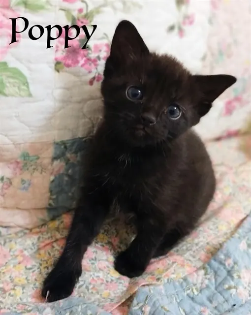 Poppy