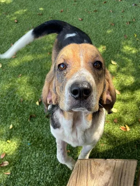 Shelter Staff Named Me *Brooks