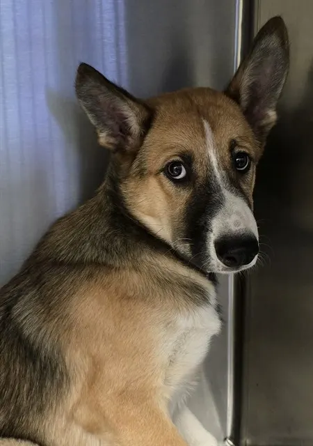 Adoptable Dog