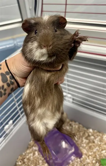 Brownie