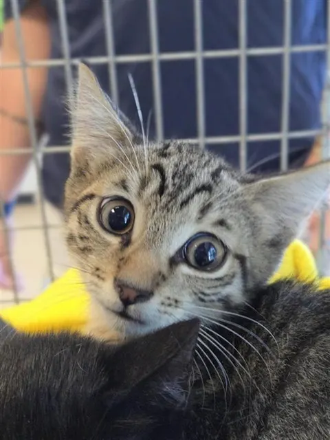 Adoptable Cat