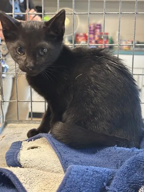 Adoptable Cat