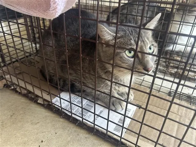 Adoptable Cat