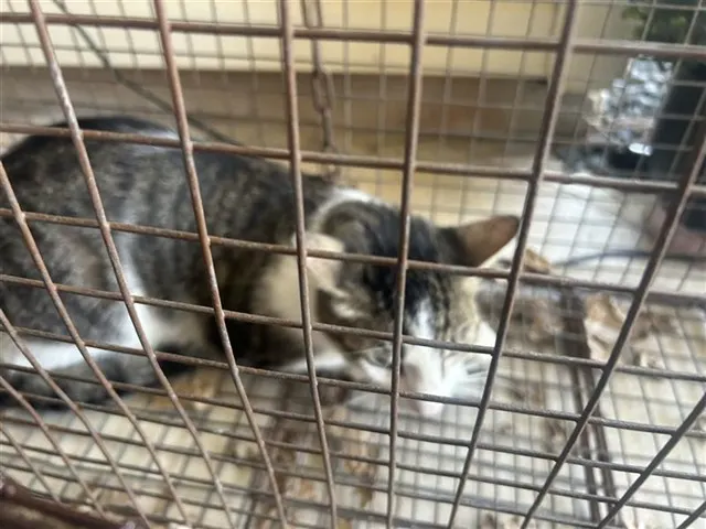 Adoptable Cat
