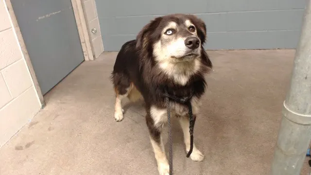 Nala