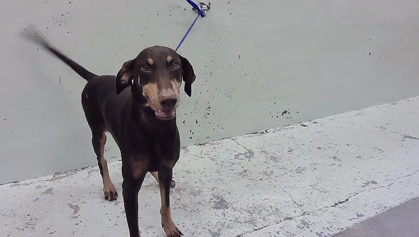 Adoptable Dog