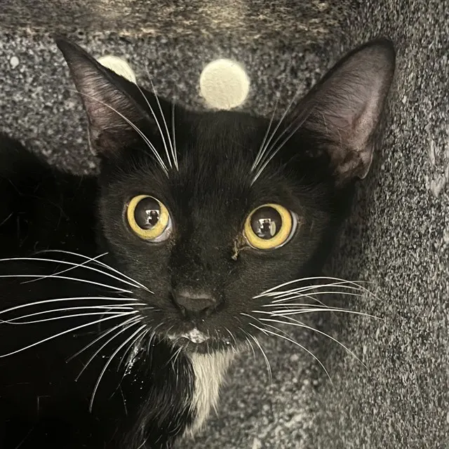 Sabrina