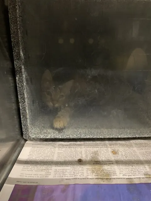 Adoptable Cat