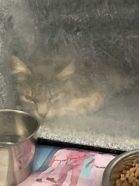 Adoptable Cat