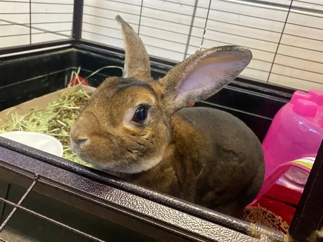 Cocoa Bunny