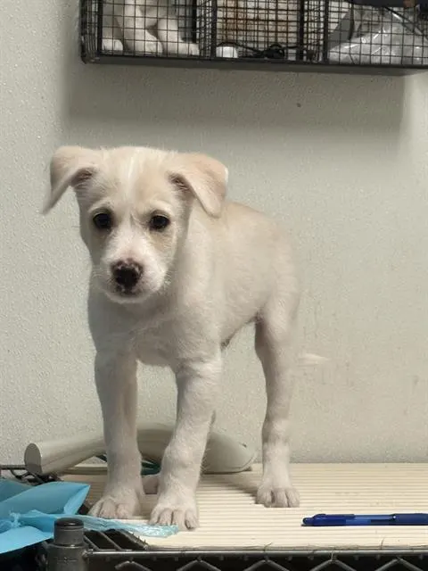 *Turbo
