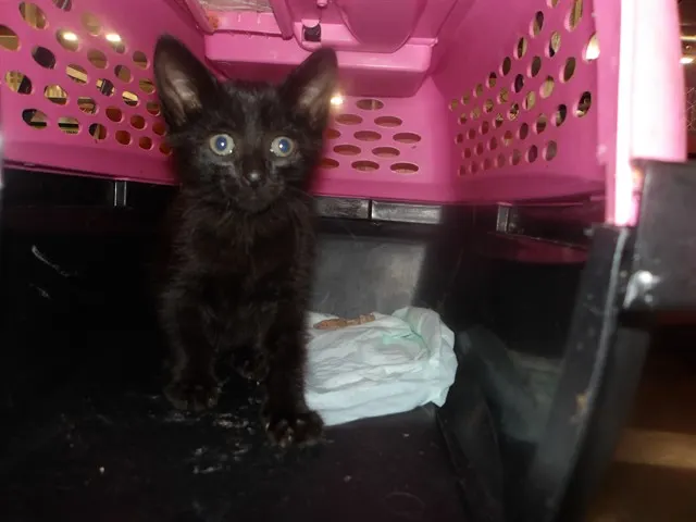 Adoptable Cat