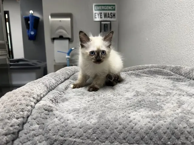 Mocha