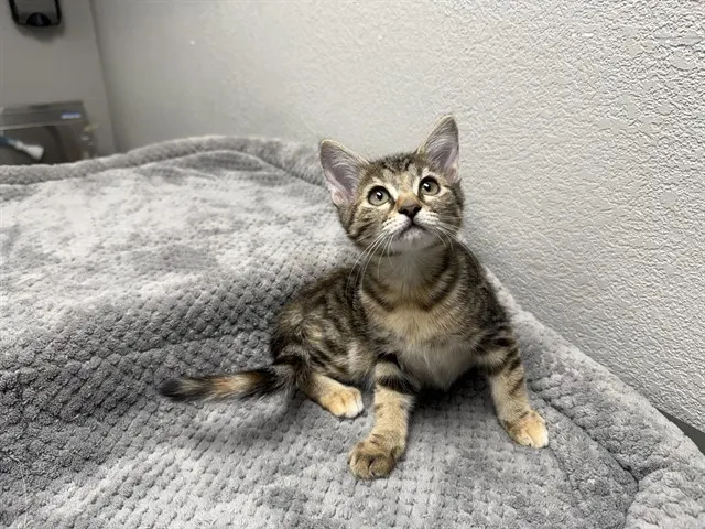 Willow