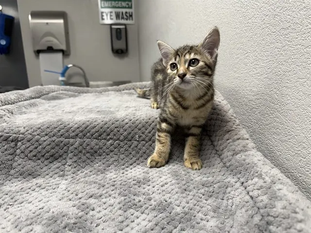 Cleo