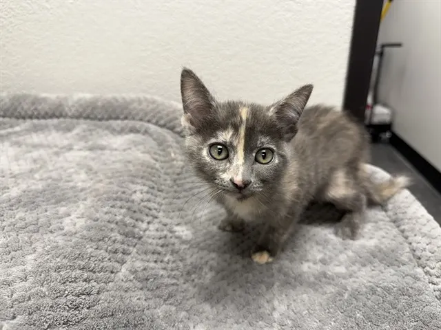 Peaches