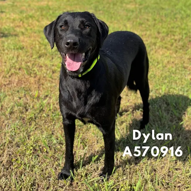 Dylan