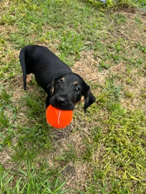 Adoptable Dog