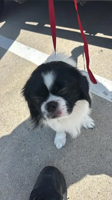 Adoptable Dog