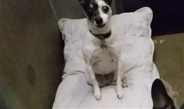 Adoptable Dog