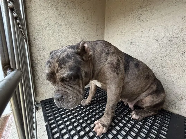 Adoptable Dog