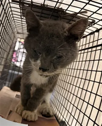 Adoptable Cat