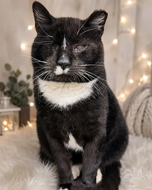 Lincoln