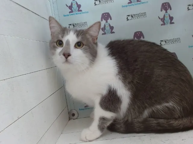 Gus
