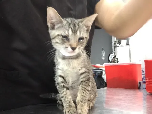 Adoptable Cat