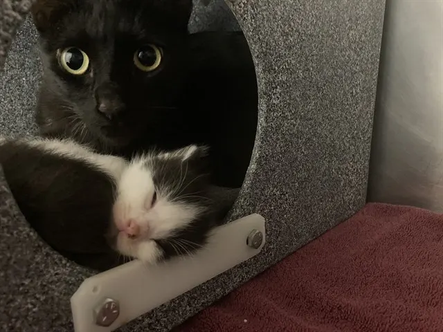 Momma