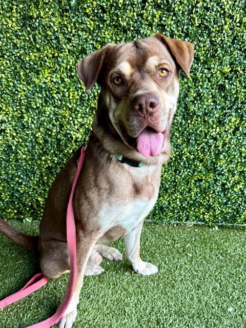 Adoptable Dog
