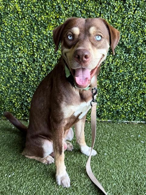 Adoptable Dog