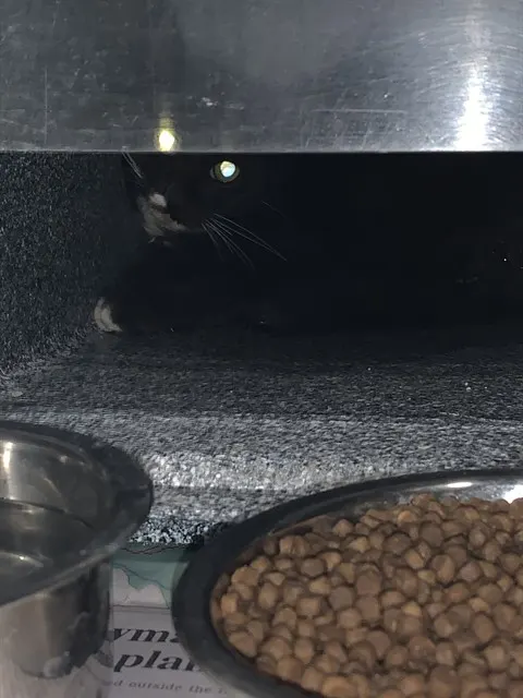 Adoptable Cat