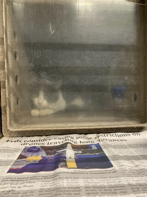 Adoptable Cat