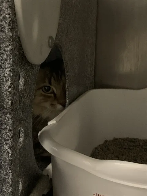 Adoptable Cat