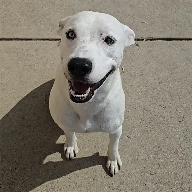 Adoptable Dog