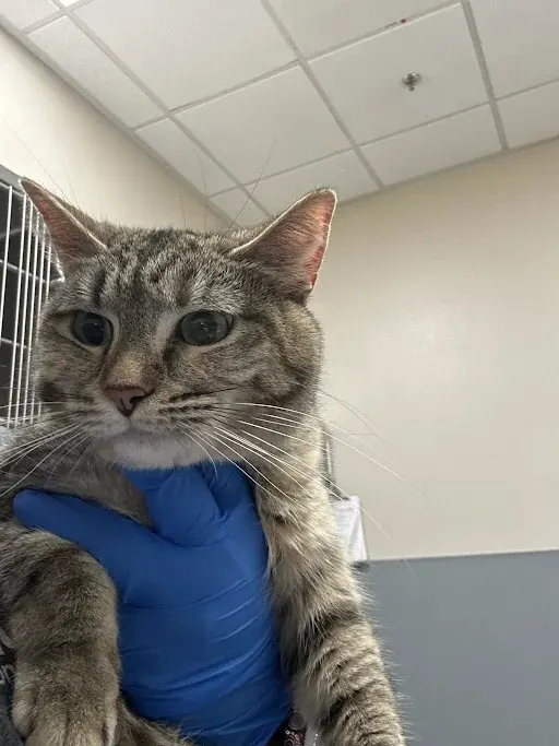 Freya
