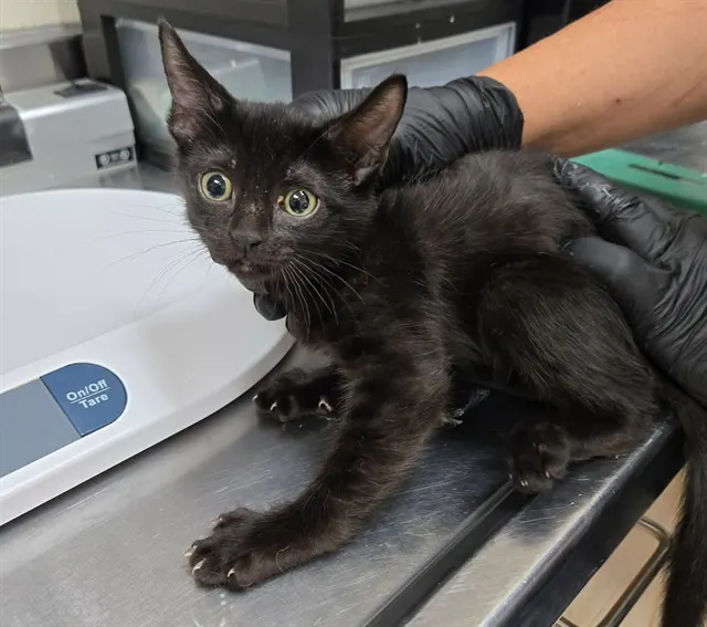 Adoptable Cat