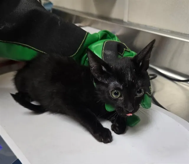 Adoptable Cat