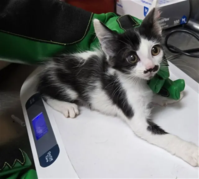 Adoptable Cat