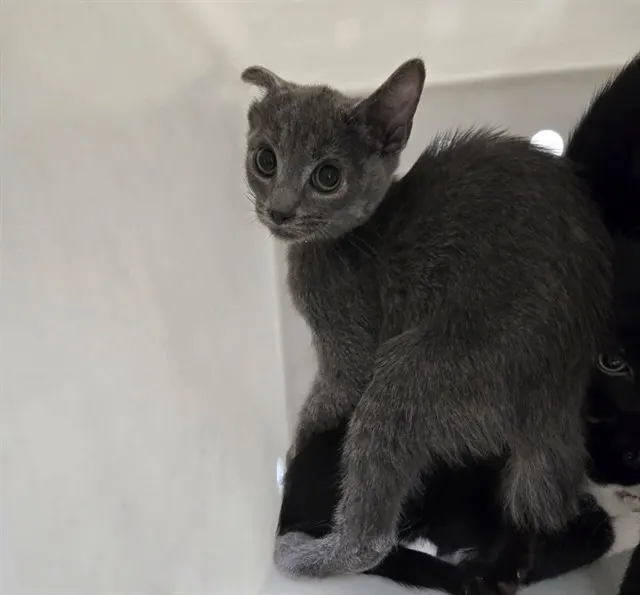 Adoptable Cat