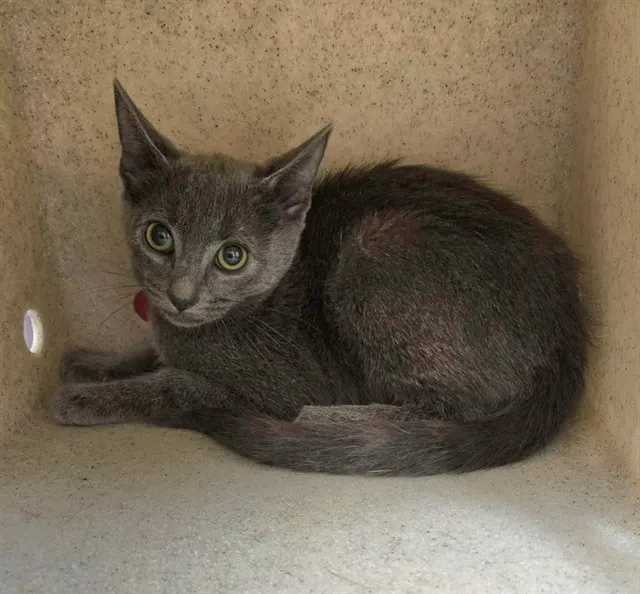 Adoptable Cat