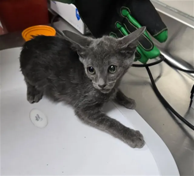 Adoptable Cat