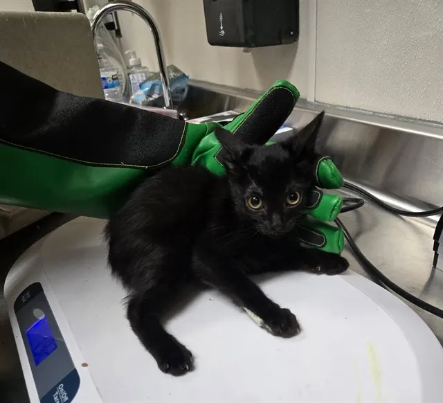 Adoptable Cat