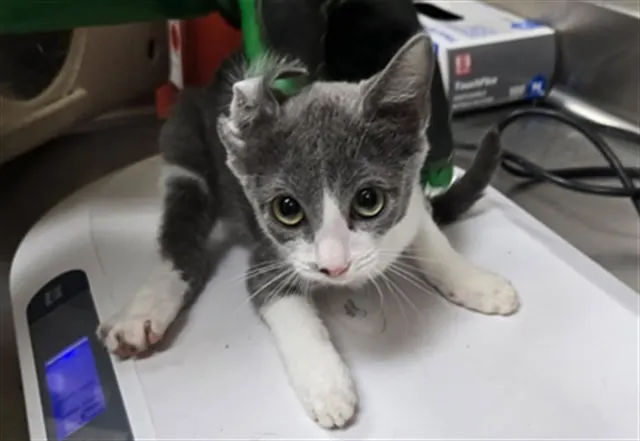 Adoptable Cat