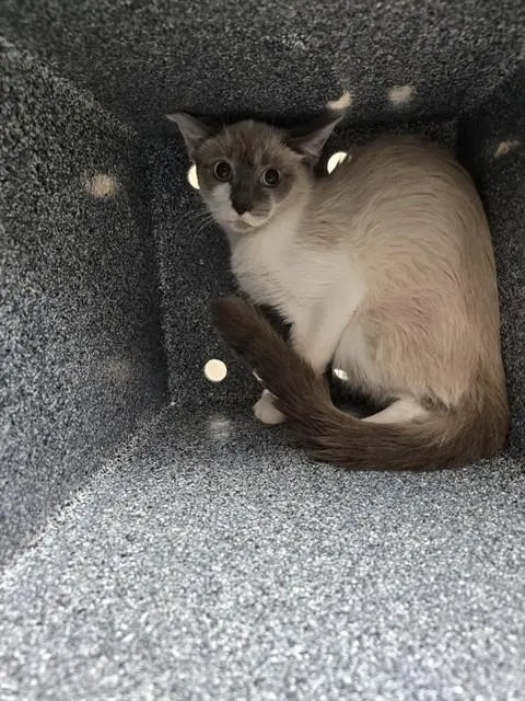 Adoptable Cat