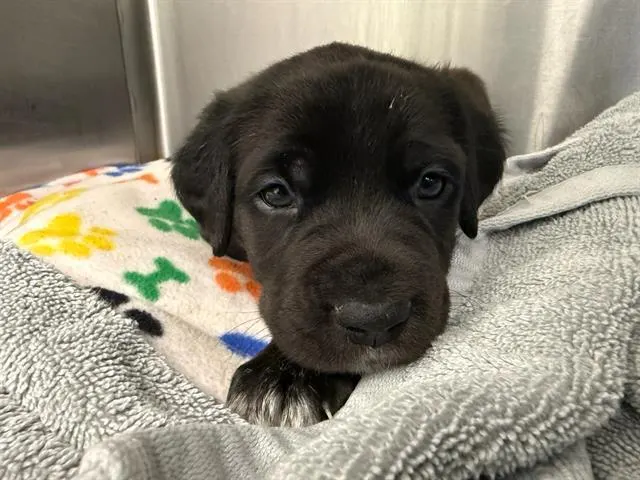 Rosie