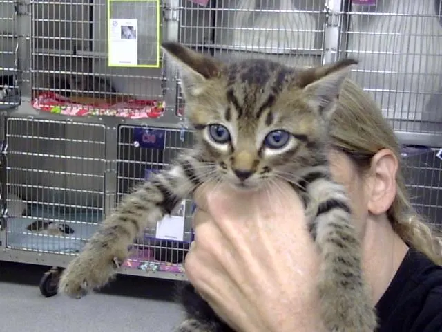 Adoptable Cat
