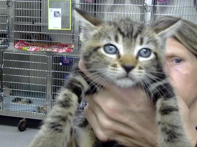 Adoptable Cat