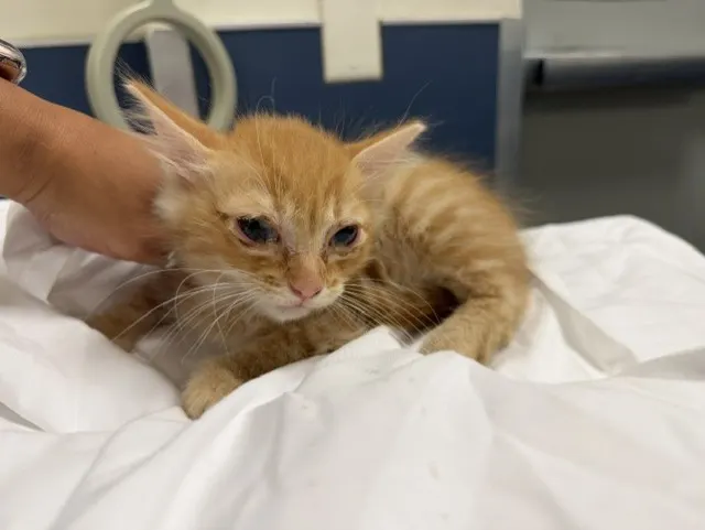 Adoptable Cat